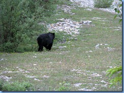 10201 Black Bear Banff National Park AB