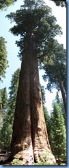 2499 Sherman Tree Sequoia National Park CA Stitch