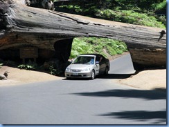 2594 Tunnel Log Sequoia National Park CA