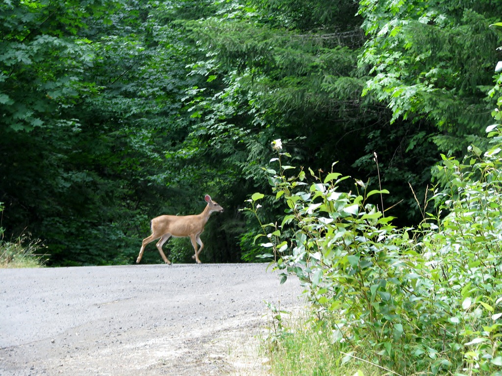 [1280 Black Tail Deer West Cascade Oregon Scenic Byway OR[3].jpg]