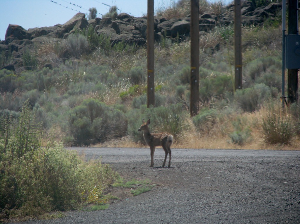 [1524 Deer at Lava Beds National Monument CA[3].jpg]