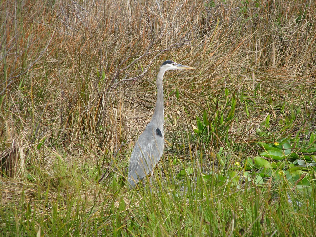 [7404 Everglades National Park FL- Royal Palm Anhinga Trail - Great Blue Heron[3].jpg]