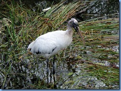 7456 Everglades National Park FL- Royal Palm Anhinga Trail - Wood Stork