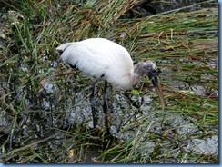 7458 Everglades National Park FL- Royal Palm Anhinga Trail - Wood Stork