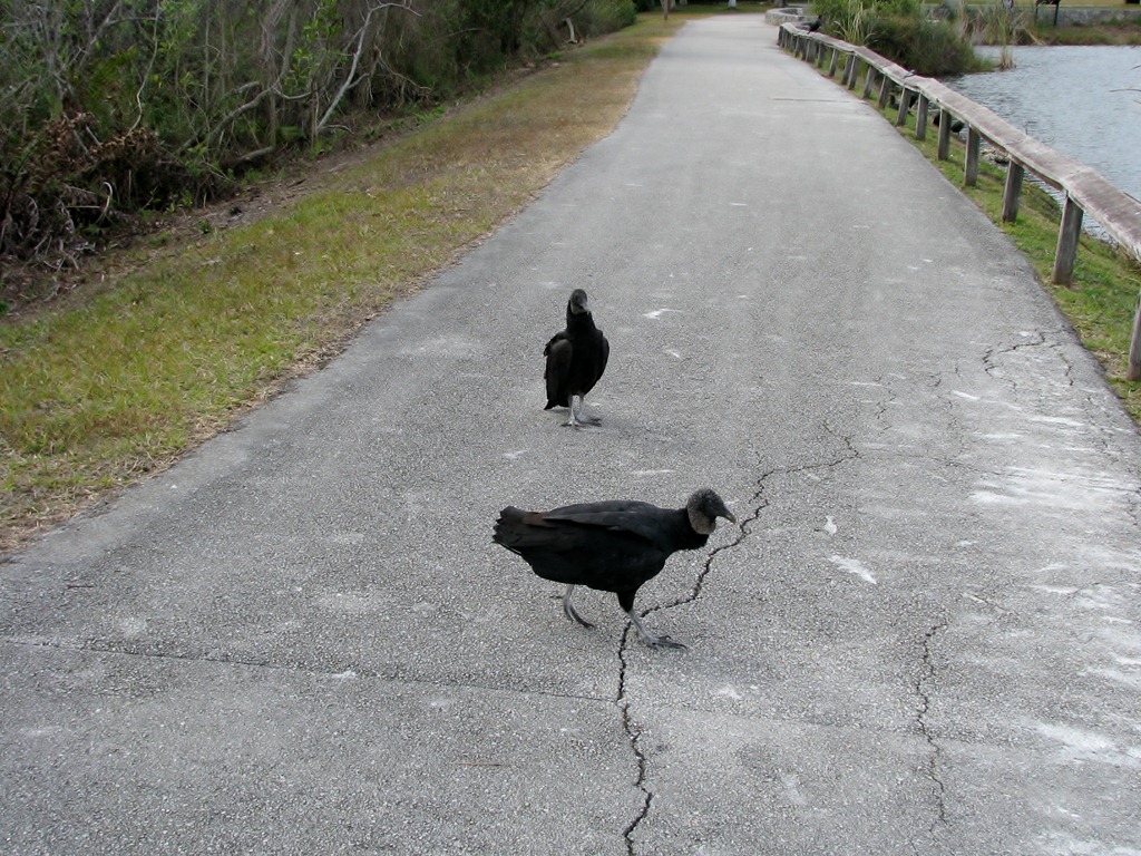 [7461 Everglades National Park FL- Royal Palm Anhinga Trail - Black Vultures[3].jpg]