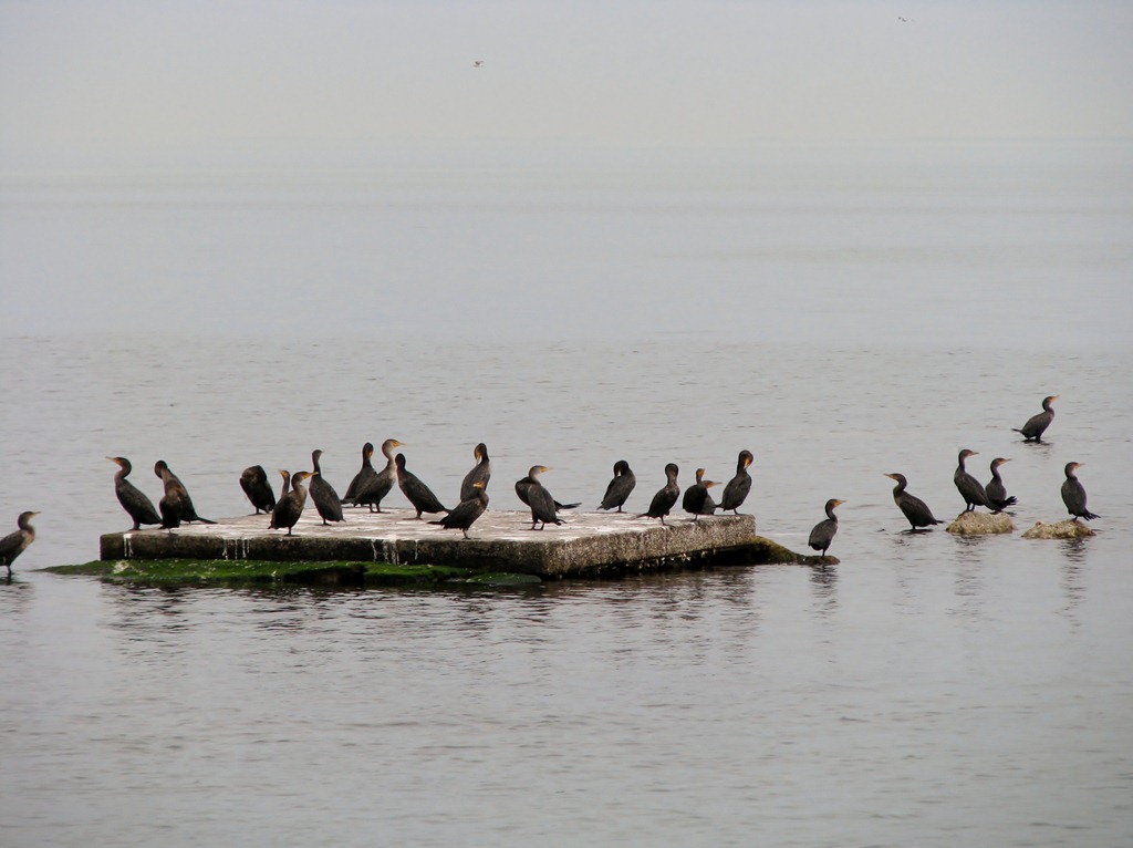 [7047 Biscayne National Park FL Glass Bottom Boat -Cormorants[3].jpg]