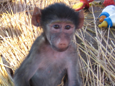 Baboons at CARE