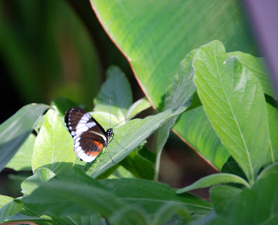 Butterflies at Meijer Gardens
