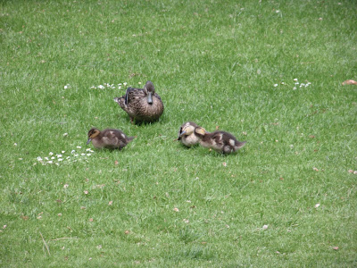 Webbed admirers of the Christchurch Anglican Gardens