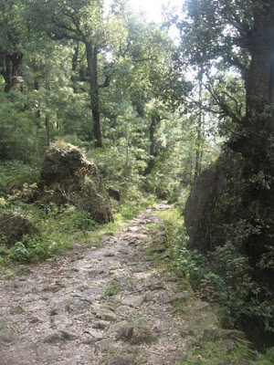 Shali forest trail