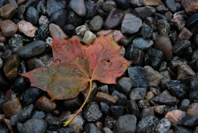 fall leaf, Scotland