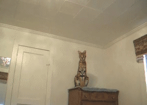 Gato.gif
