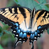 Eastern tiger swallowtail, female