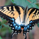 Eastern tiger swallowtail, female