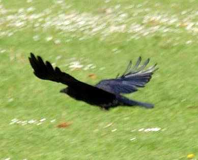 Town Raven