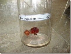 gum tragacanth specimen -pharmacology lab