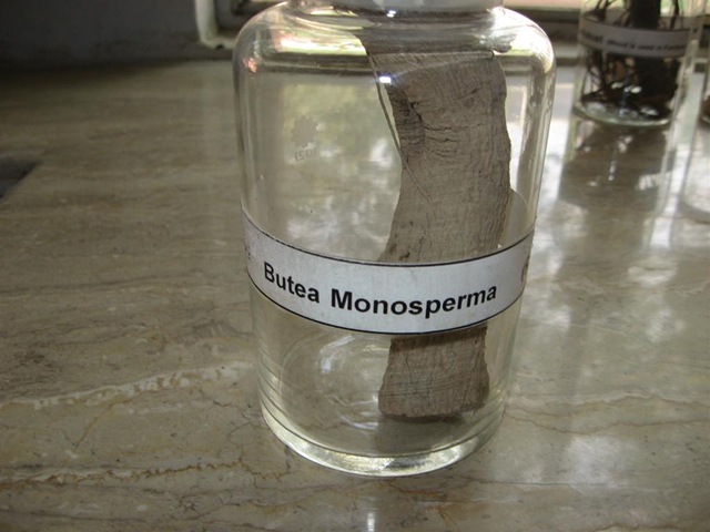 [butea monosperma[2].jpg]