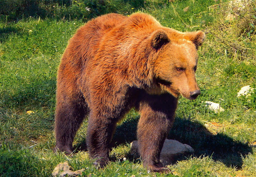Il Ne Faut Jamais Vendre La Peau De L Ours Le Blog De Leratdeschamps Over Blog Fr