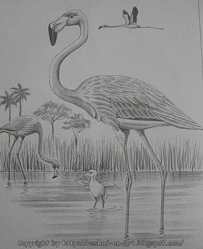 Pencil Sketch - The Flamingo Bird Calligraphy Art