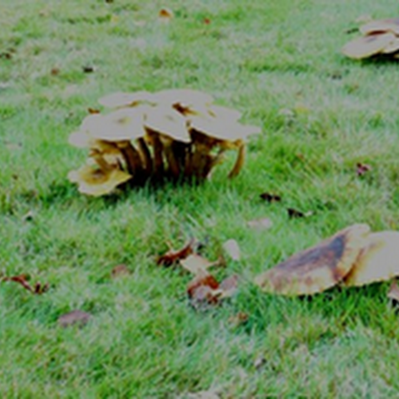 Autumn Fungi – original encaustic