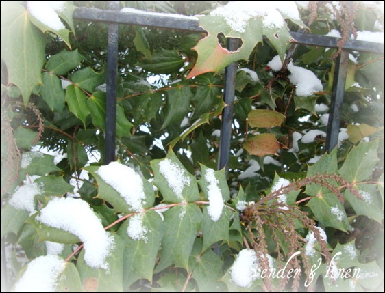 Dec. 26, 2010 - snow 011