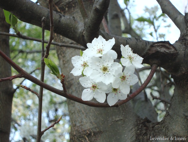 pictures of flowering trees 030