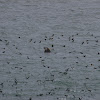 Cape Cormorant (flock)