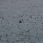 Cape Cormorant (flock)