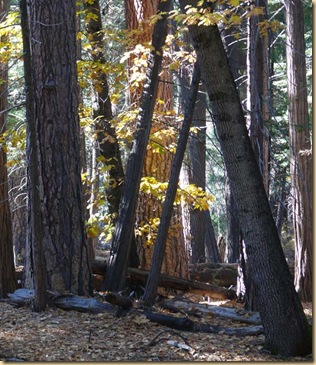 Yosemite Forest View