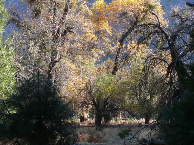 [Yosemite Trees[3].jpg]