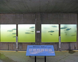 Trout Viewing Area