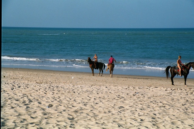 [Cucumba - beach horses[4].jpg]