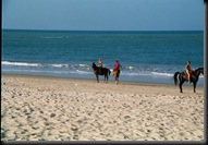 Cucumba - beach horses