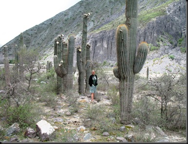Giant cactuses