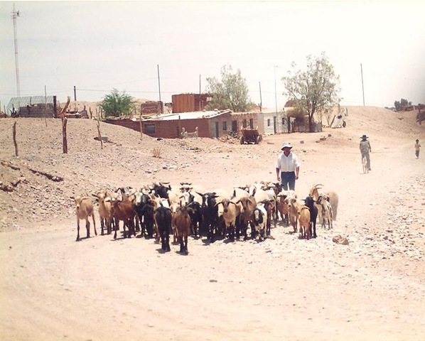 [Toconao street view with goats[3].jpg]