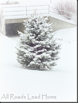 Snowy Tree2