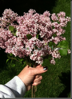 Lilacs Iphone