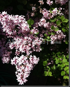 Lilacs Iphone3