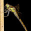 Common Darter