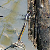 Slaty Skimmer dragonfly (female, resting after oviposition)