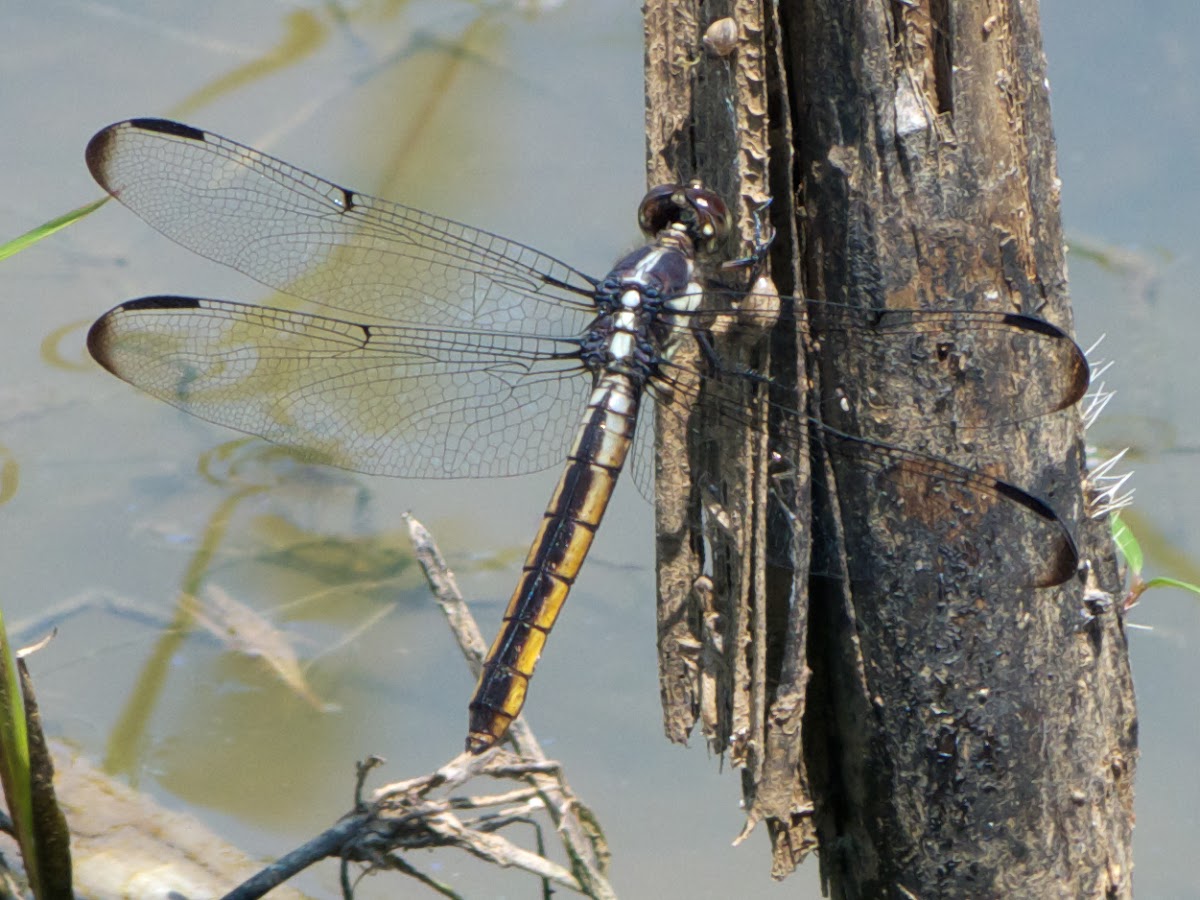 Slaty Skimmer dragonfly (female, resting after oviposition)