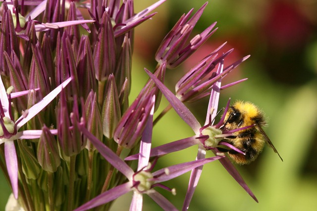 05 May Allium and bee