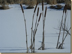 eagle marsh, feb 1, 09 (7) (Medium)