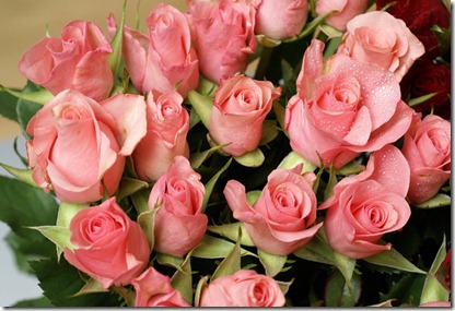 pink and red roses photo