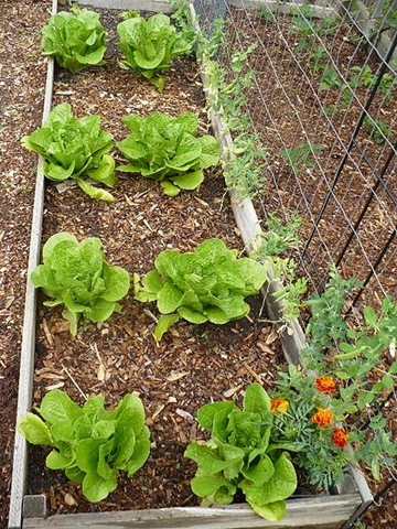 [lettuce[3].jpg]