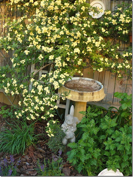 birdbath