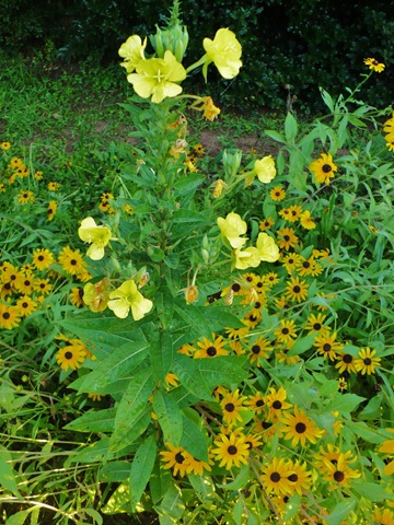 [meadowflower[3].jpg]