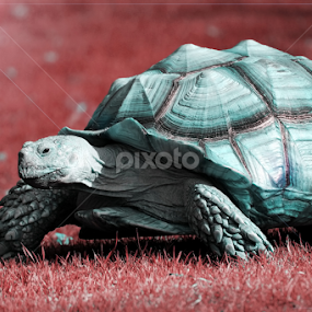 Technicolor  by Zoe Walker Designs - Animals Other