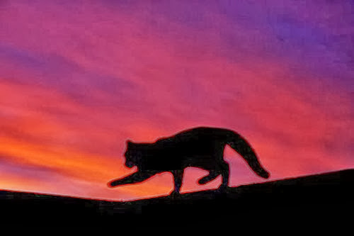 cat @ sunset