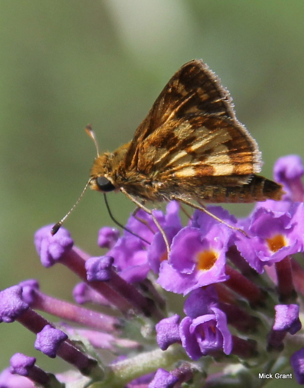 Pecks Skipper